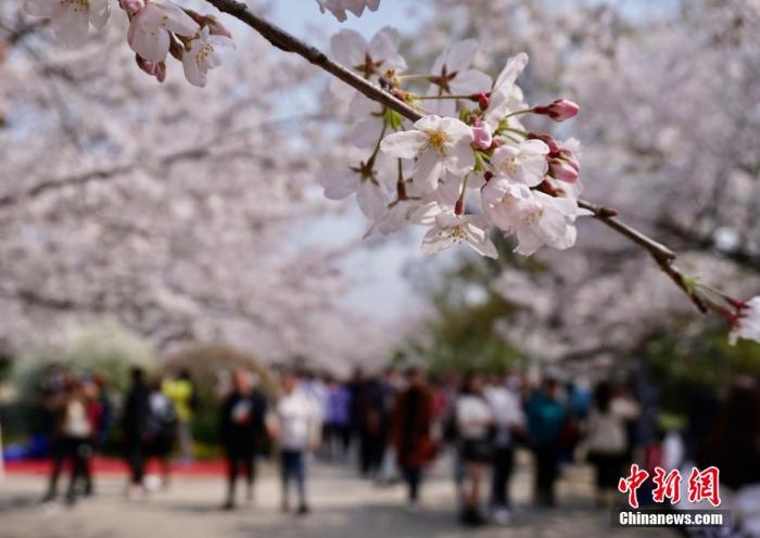 文旅部发布清明节假期出游提醒：抵制不合理低价游