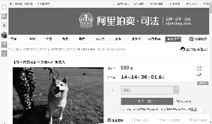 主人拖欠寄养费 小柴犬被拍卖引起网友围观